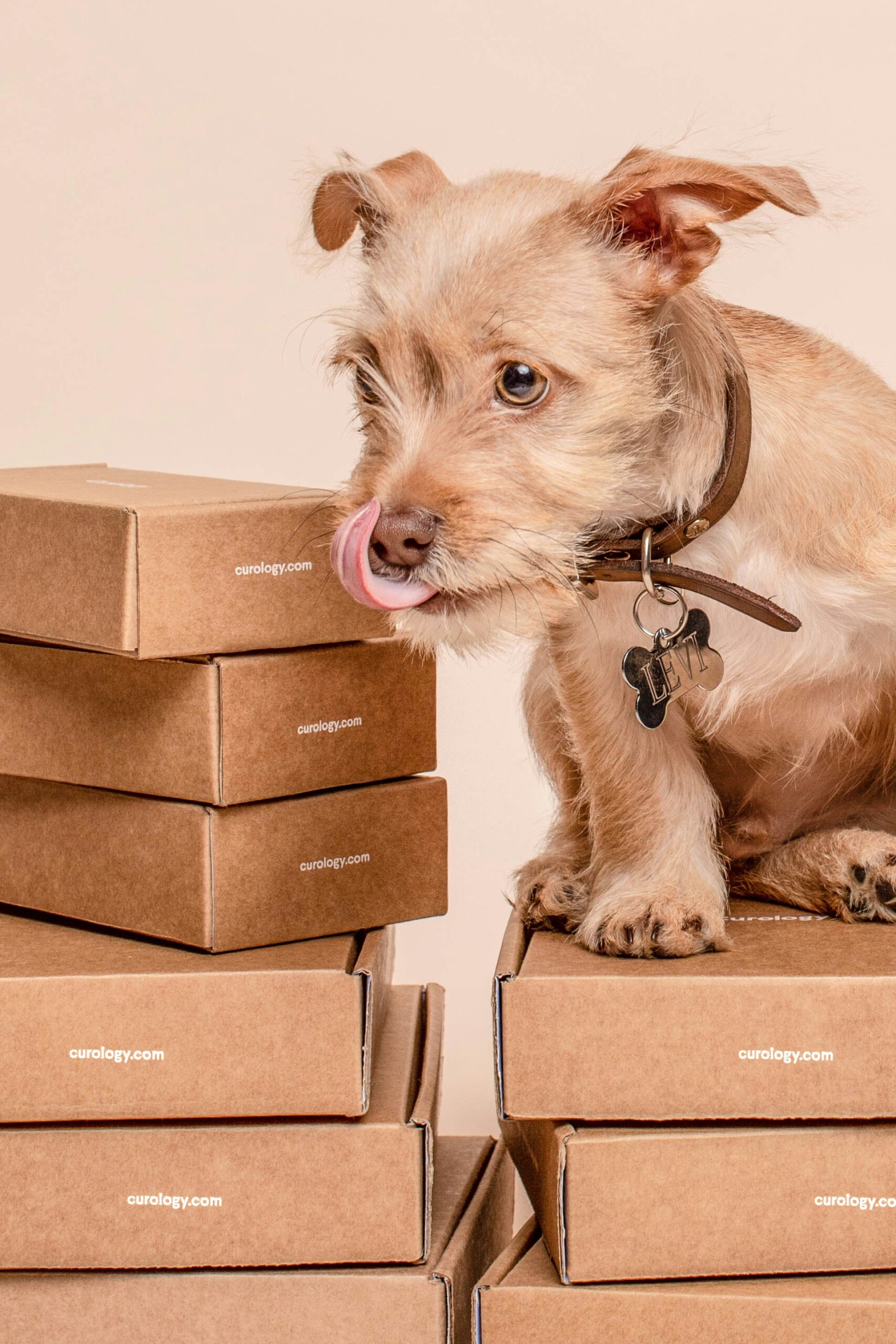 dog on boxes